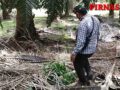DIREKSI DAN KOMISARIS PTPN 3 HARUS TAU INILAH ISI KEBUN AEK NABARA SELATAN AFD VII, VIII & IX