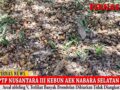 INILAH ISI DALAM KEBUN AEK NABARA SELATAN AFDELING V, DIREKSI DAN KOMISARIS PTPN 3 HARUS TAU