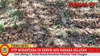 INILAH ISI DALAM KEBUN AEK NABARA SELATAN AFDELING V, DIREKSI DAN KOMISARIS PTPN 3 HARUS TAU