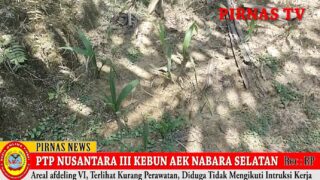 DIREKSI DAN KOMISARIS PTPN 3 HARUS TAU. INILAH ISI DALAM KEBUN AEK NABARA SELATAN AFDELING VI