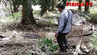 DIREKSI DAN KOMISARIS PTPN 3 HARUS TAU INILAH ISI KEBUN AEK NABARA SELATAN AFD VII, VIII & IX