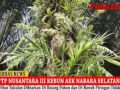 PTP NUSANTARA III KEBUN AEK NABARA SELATAN AFDELING II DAN III DIDUGA TIDAK MENGIKUTI INTRUKSI KERJA