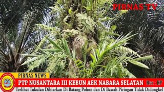 PTP NUSANTARA III KEBUN AEK NABARA SELATAN AFDELING II DAN III DIDUGA TIDAK MENGIKUTI INTRUKSI KERJA