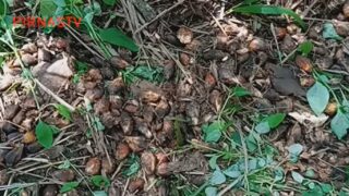 PTP Nusantara III Kebun Sei Baruhur Potensi Merugikan Negara, Diduga Tidak Mengikuti Intruksi Kerja