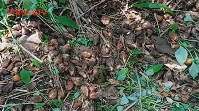 PTP Nusantara III Kebun Sei Baruhur Potensi Merugikan Negara, Diduga Tidak Mengikuti Intruksi Kerja