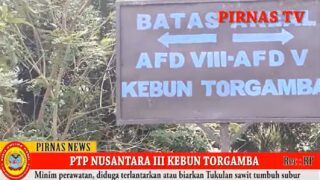 PTP NUSANTARA III KEBUN TORGAMBA AFDELING VIII KURANG PERAWATAN, TUKULAN SAWIT BANYAK DIBIARKAN