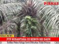 MIRIS, AREAL KEBUN PTP NUSANTARA III KEBUN SEI DAUN AFDELING VI DAN VII BUTUH DIPERHATIKAN