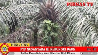MIRIS, AREAL KEBUN PTP NUSANTARA III KEBUN SEI DAUN AFDELING VI DAN VII BUTUH DIPERHATIKAN