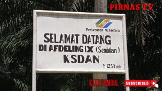 MIRIS, BANYAK PRODUKSI SAWIT TERBUANG. INI AREAL PTPN3 KEBUN SEI DAUN AFDELING VIII DAN IX