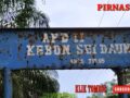 PTP NUSANTARA III KEBUN SEI DAUN AFDELING II DAN III KURANG PERAWATAN. BANYAK TUKULAN SAWIT