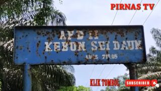 PTP NUSANTARA III KEBUN SEI DAUN AFDELING II DAN III KURANG PERAWATAN. BANYAK TUKULAN SAWIT